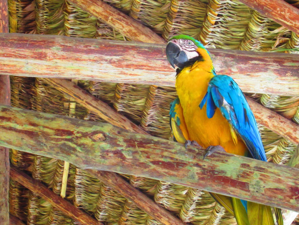 Amazonie papoušek